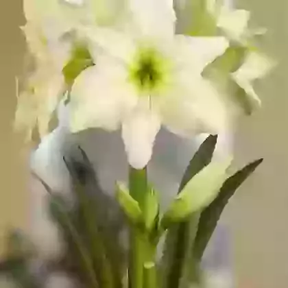 Lemon Star